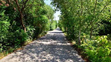 Street with green bushes and  trees. Long narrow road through the private residential area. 