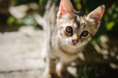 açık havada küçük yavru kedi