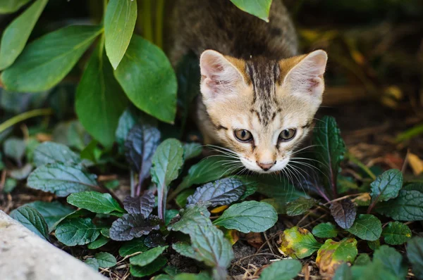 Açık havada küçük yavru kedi — Stok fotoğraf