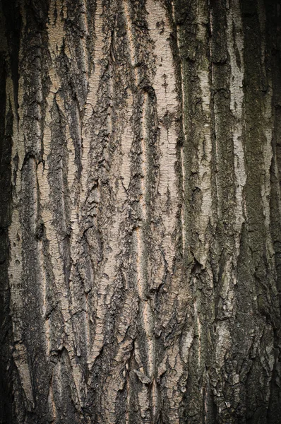 Rinde der Eiche — Stockfoto