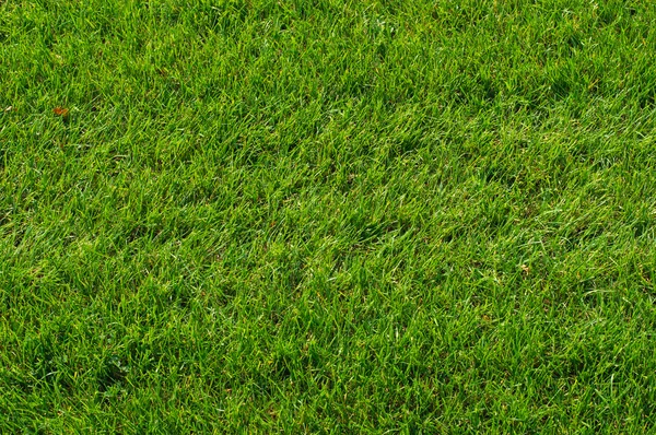 Textura de grama verde — Fotografia de Stock