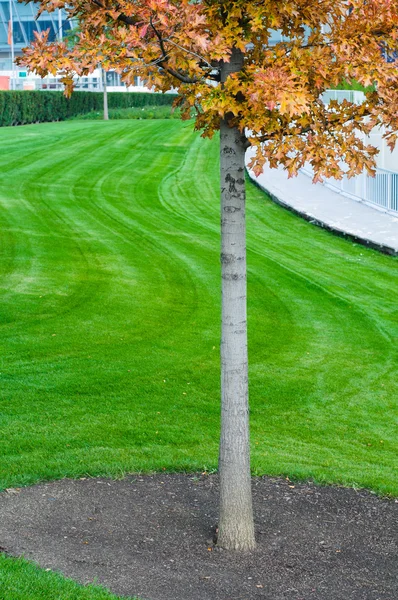 Tree and grass — Stock Photo, Image