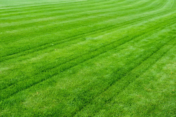 Green grass texture — Stock Photo, Image