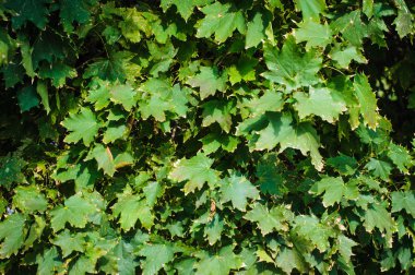 Yeşil sonbahar yaprakları