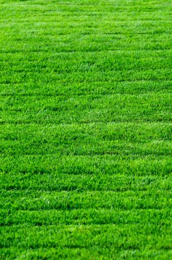 yeşil çim dokusu