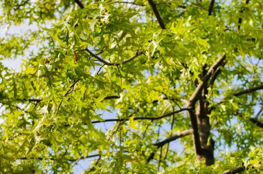 Yeşil sonbahar yaprakları