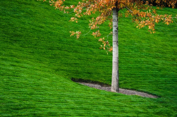 Autumn tree — Stock Photo, Image