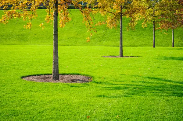 Trees and grass — Stock Photo, Image