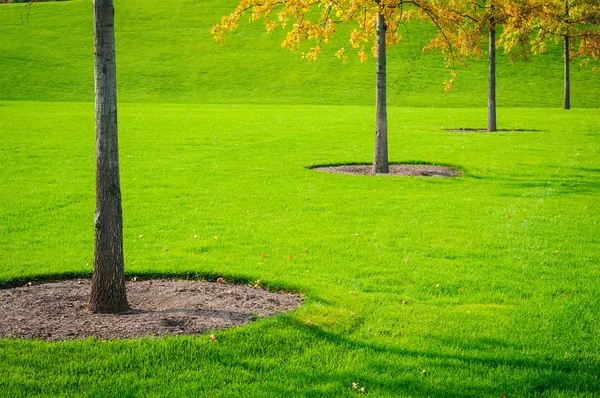 Trees and grass — Stock Photo, Image