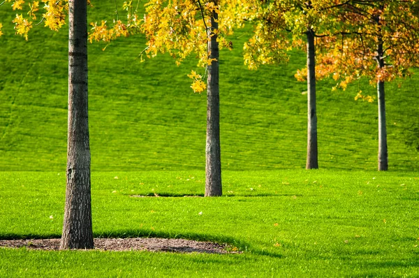 Trees and grass — Stock Photo, Image