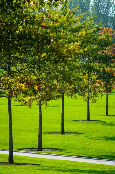 Autumn trees — Stock Photo, Image