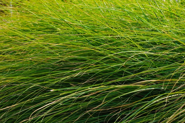 Fondo de hojas de hierba verde —  Fotos de Stock