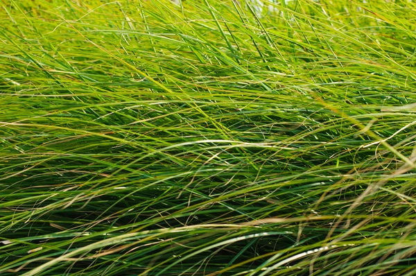 Gröna gräs blad bakgrund — Stockfoto