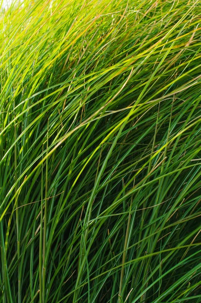 Gröna gräs blad bakgrund — Stockfoto