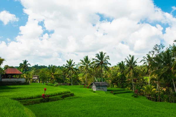 Rijst veld en kokospalmen — Stockfoto