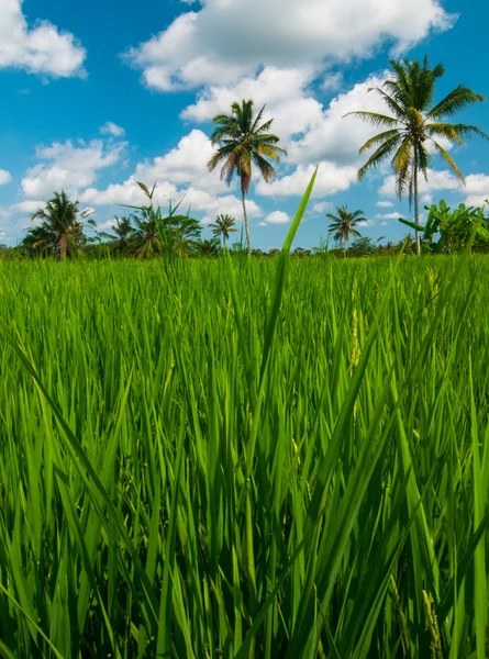Campo de arroz y palmeras de coco — Foto de Stock