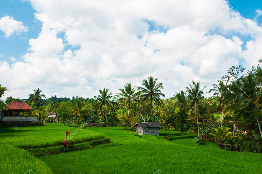 Rice field and coconut palms