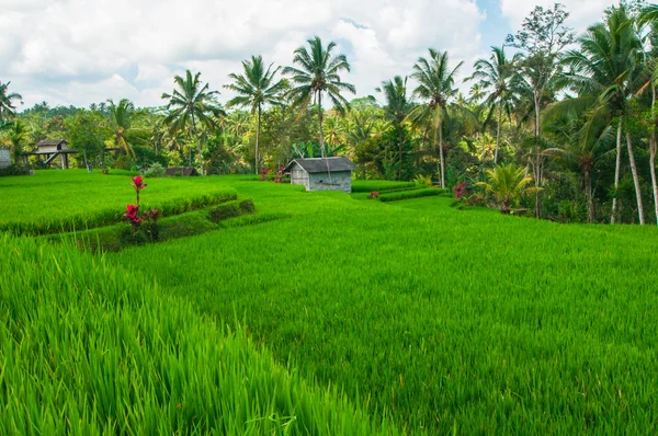 Campo de arroz y palmeras de coco — Foto de Stock