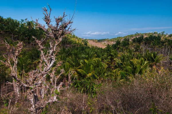 Collines sur Nusa Penida, Indonésie — Photo