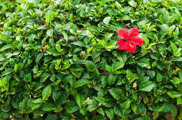 hibiscus çiçeği
