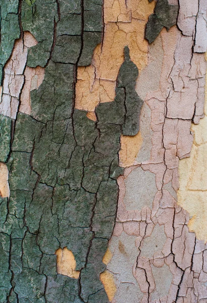 The bark of a sycamore tree — Stock Photo, Image