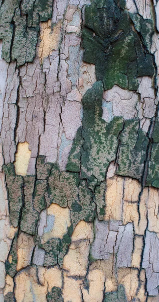 The bark of a sycamore tree — Stock Photo, Image