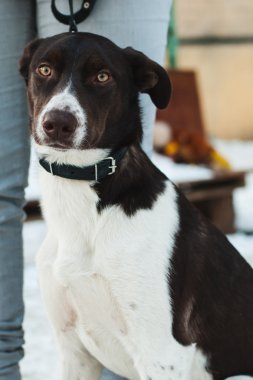 bir Mongrel portresi