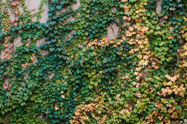 Steinmauer mit Weinrebe — Stockfoto