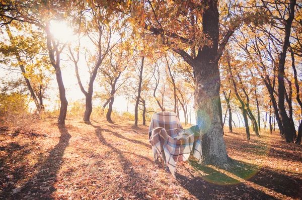 Fåtölj med rutigt i höst skog — Stockfoto