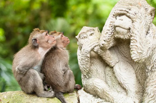 Lange-tailed Makaken Rechtenvrije Stockfoto's