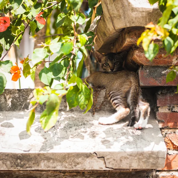 Küçük yavru kedi açık havada — Stok fotoğraf