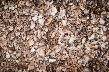 Ağaç kabuğu dokusu