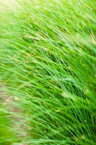 Gröna gräs blad bakgrund — Stockfoto