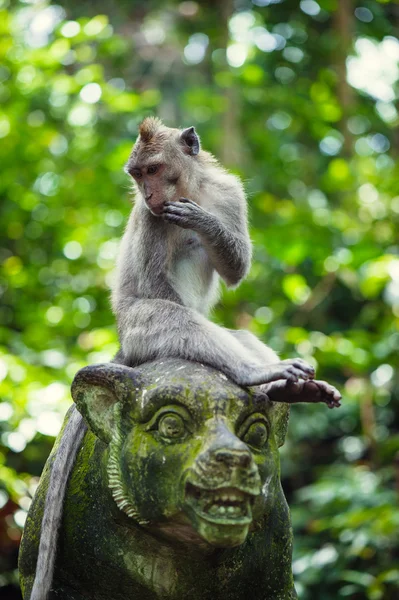 Macacos de cauda longa — Fotografia de Stock