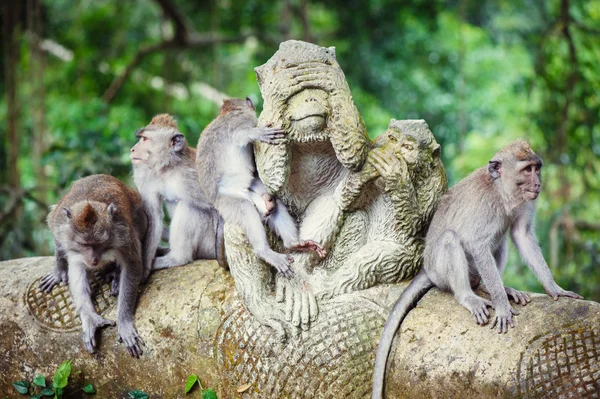 Macacos de cauda longa — Fotografia de Stock