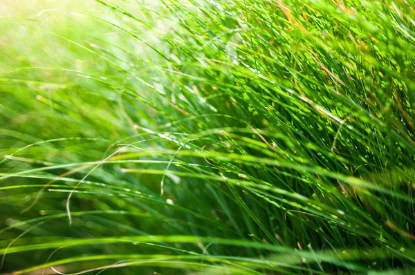 Zelená tráva listy pozadí — Stock fotografie