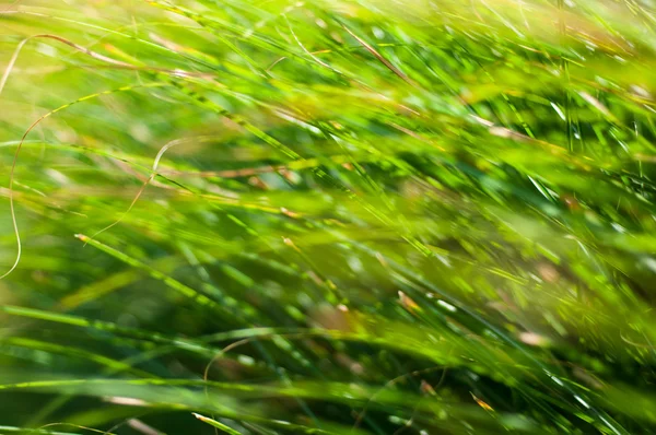 Gröna gräs blad bakgrund — Stockfoto