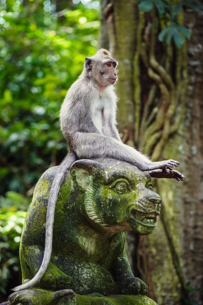 Long-tailed macaques — Stock Photo, Image