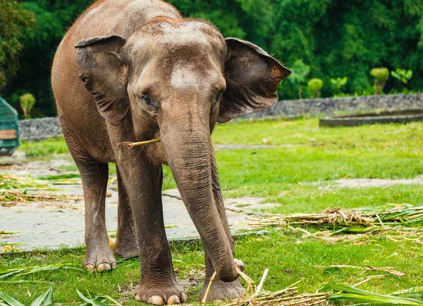 Elefante em Borobudur Fotos De Bancos De Imagens