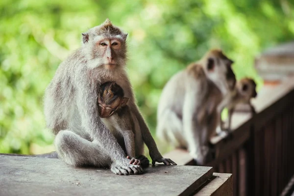 Long-tailed macaque — Stock Photo, Image