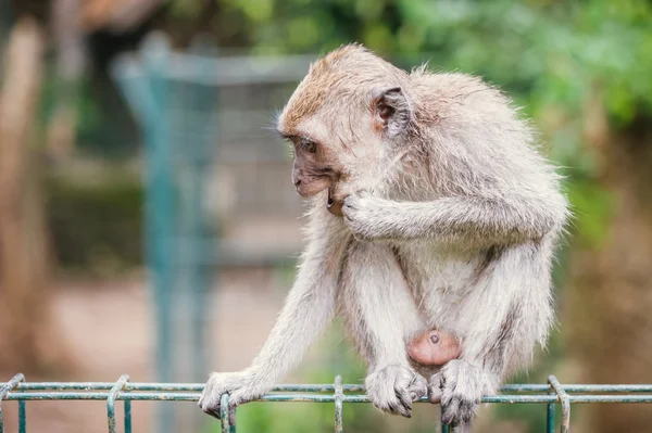 Macaco de cola larga — Foto de Stock