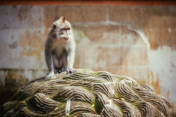 长尾猕猴 — 图库照片