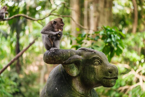 Macaco de cola larga —  Fotos de Stock