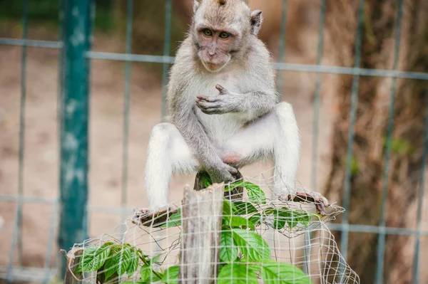 Macaco de cauda longa — Fotografia de Stock