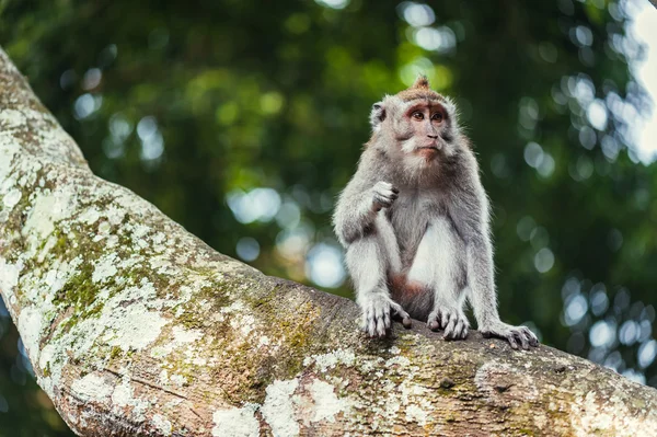 Long-tailed macaque — Stock Photo, Image