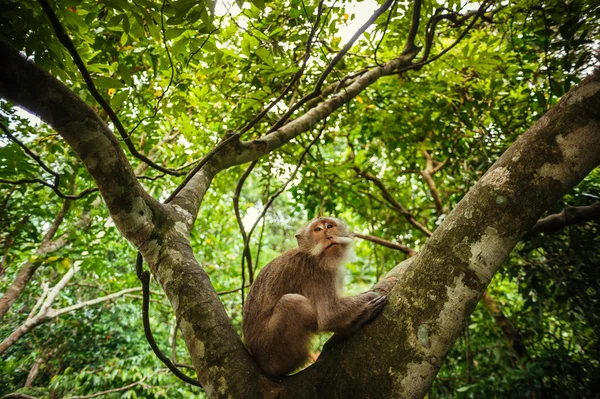 Macaco de cola larga — Foto de Stock