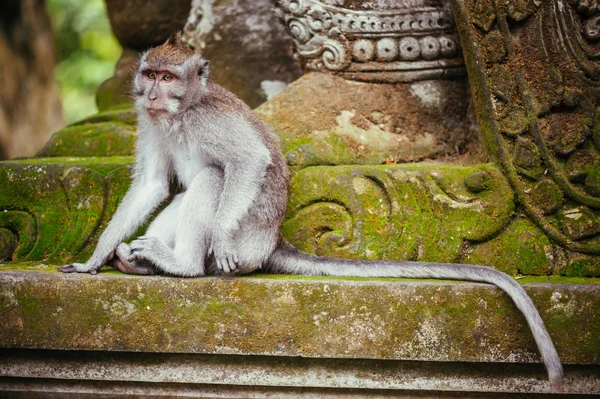 Long-tailed macaque — Zdjęcie stockowe