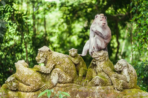 Lange-tailed makaak — Stockfoto