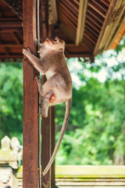 Lange-tailed makaak — Stockfoto