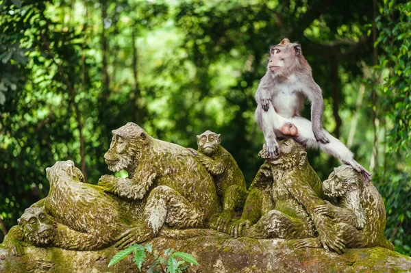 Macaco de cauda longa — Fotografia de Stock